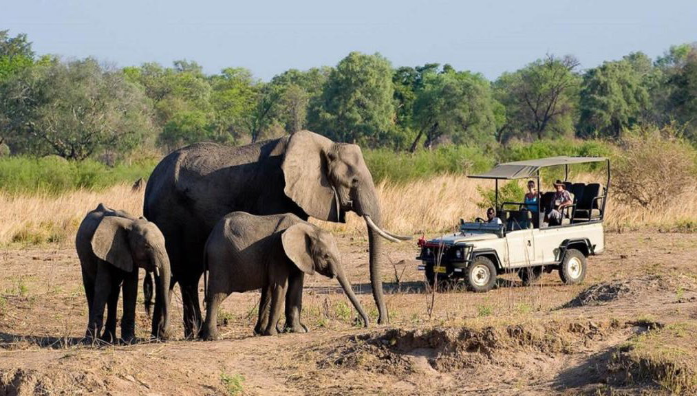 Una experiencia de safari en el Parque Nacional Zambezi - Foto 1